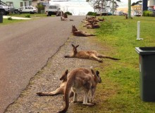 Kangaroos at Durras